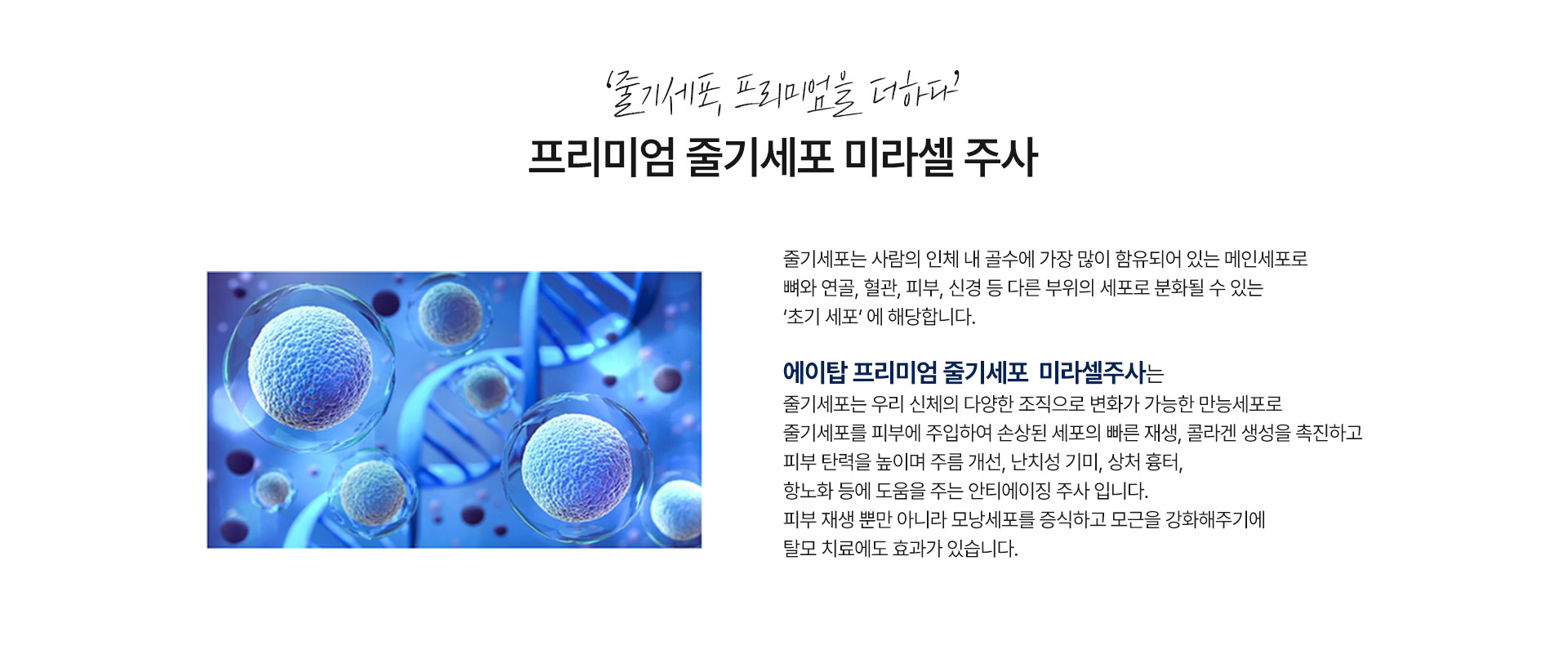 미라셀