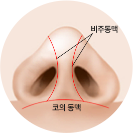 에이탑성형외과 노스카 비개방 코성형 CHECK POINT 비주동맥